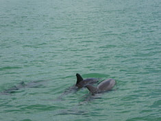 Dolphins Lemon Bay